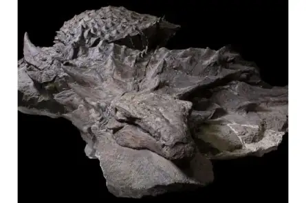 ‘Dinosaur mummy’: Researchers believe they’ve found one of the best preserved dinosaurs ever