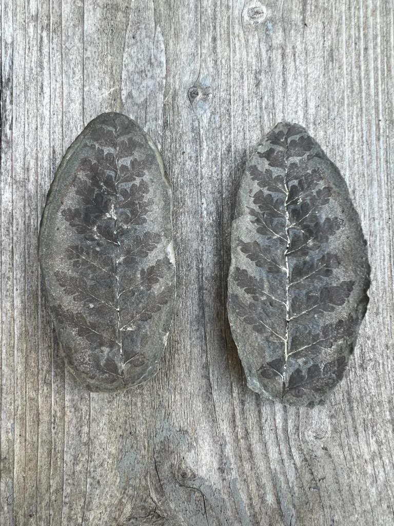 Fossil Friday #126: Sphenopteris sp. from Danville