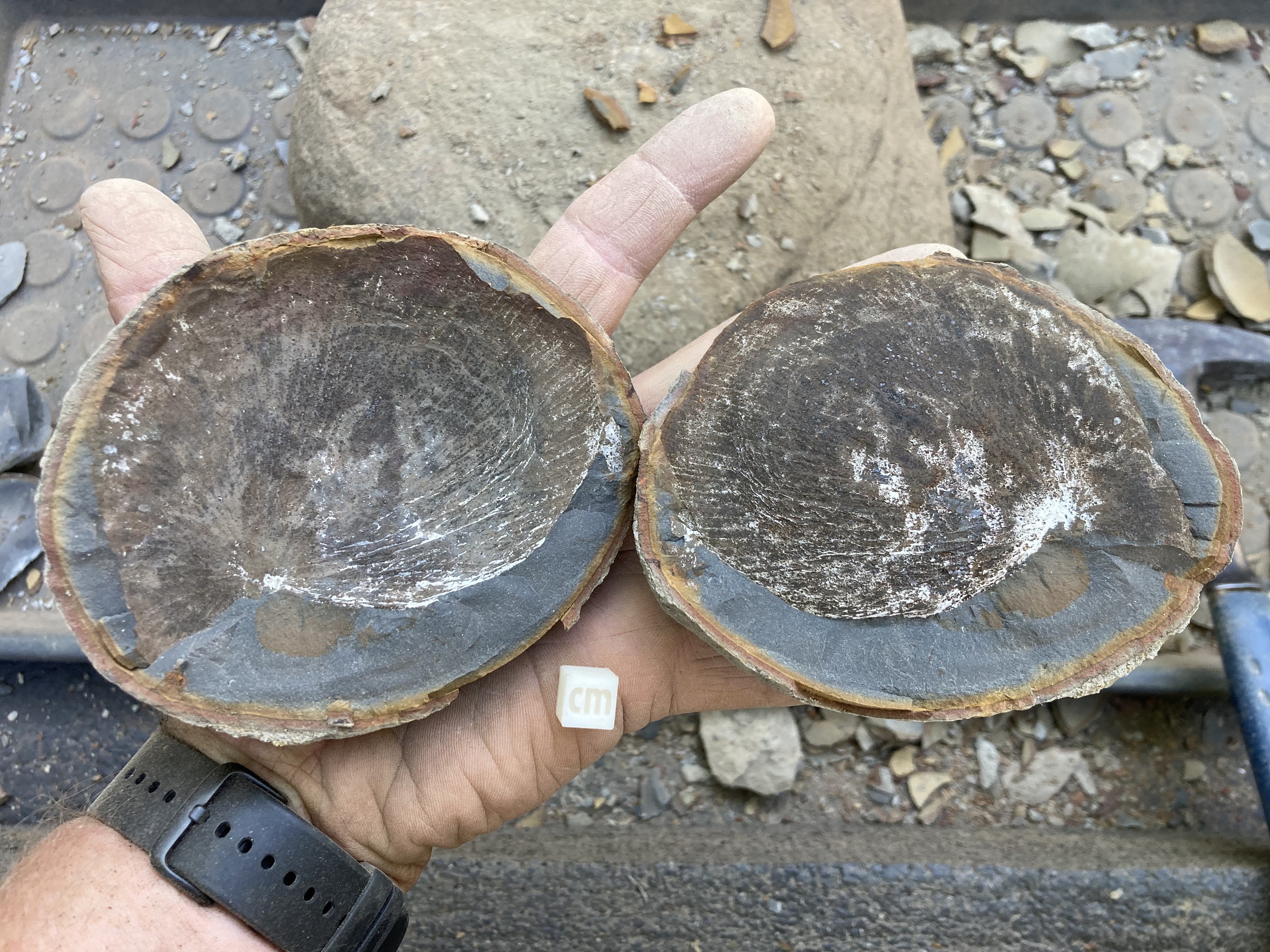 Fossil Friday #129: Cyclopteris orbicularis