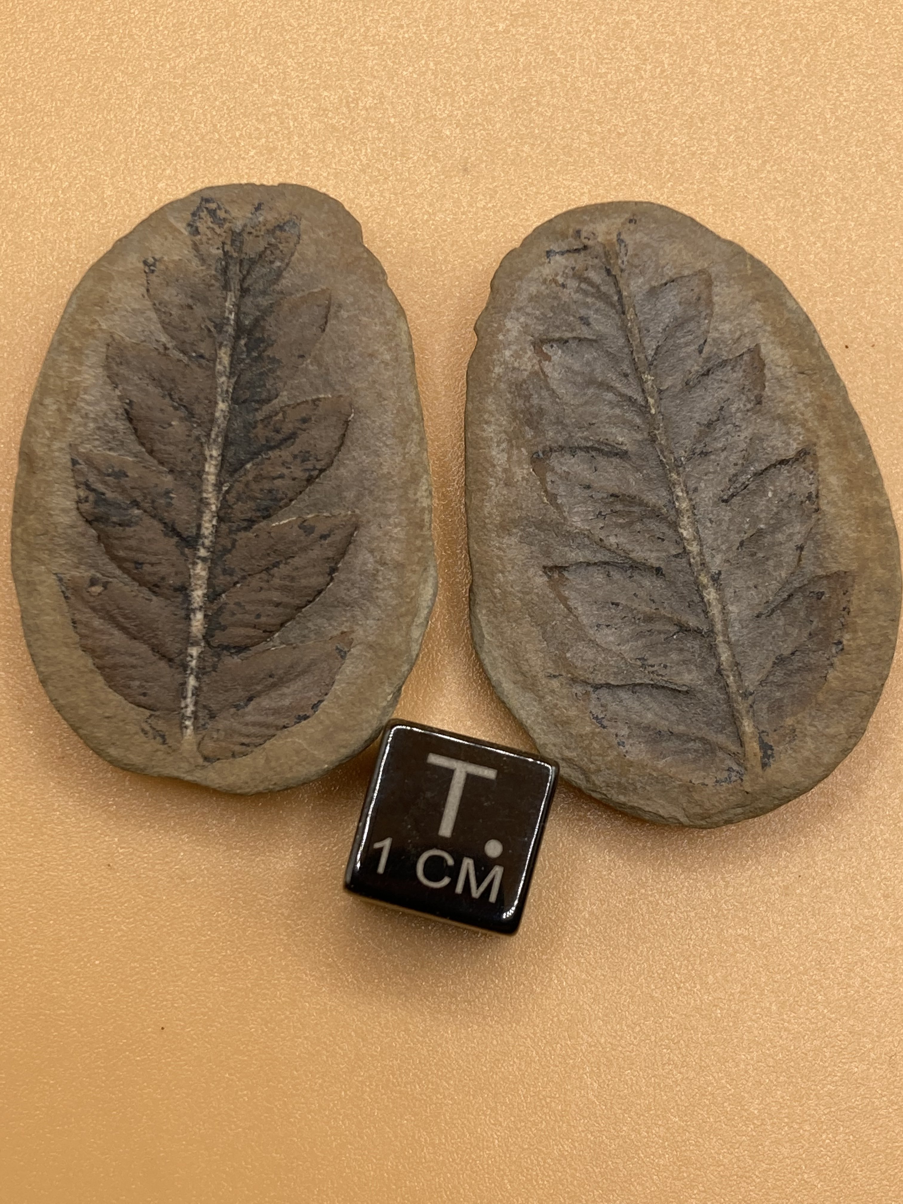 Fossil Friday #130: Mariopteris nervosa