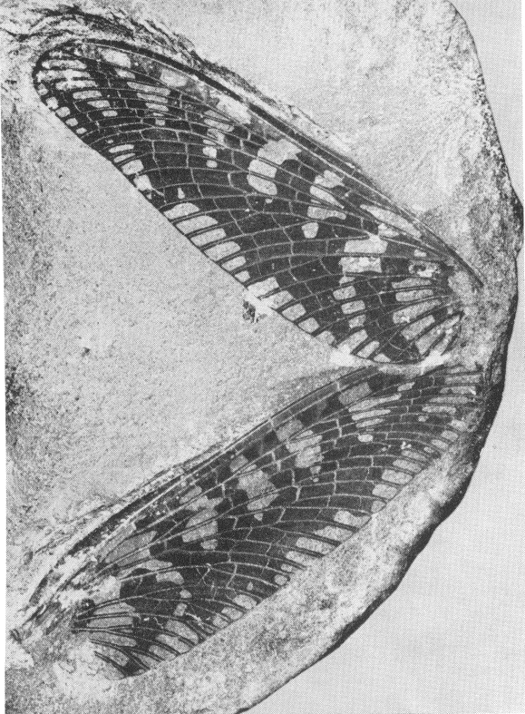 Mazon Monday #132: Homaloneura dabasinskasi