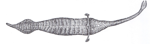 ESCONI Mazon Creek Open House October 15, 2022