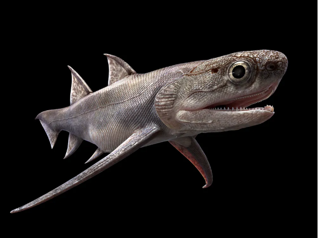 Haul of Fossil Fish Pushes Back the Origin of Teeth and Jaws