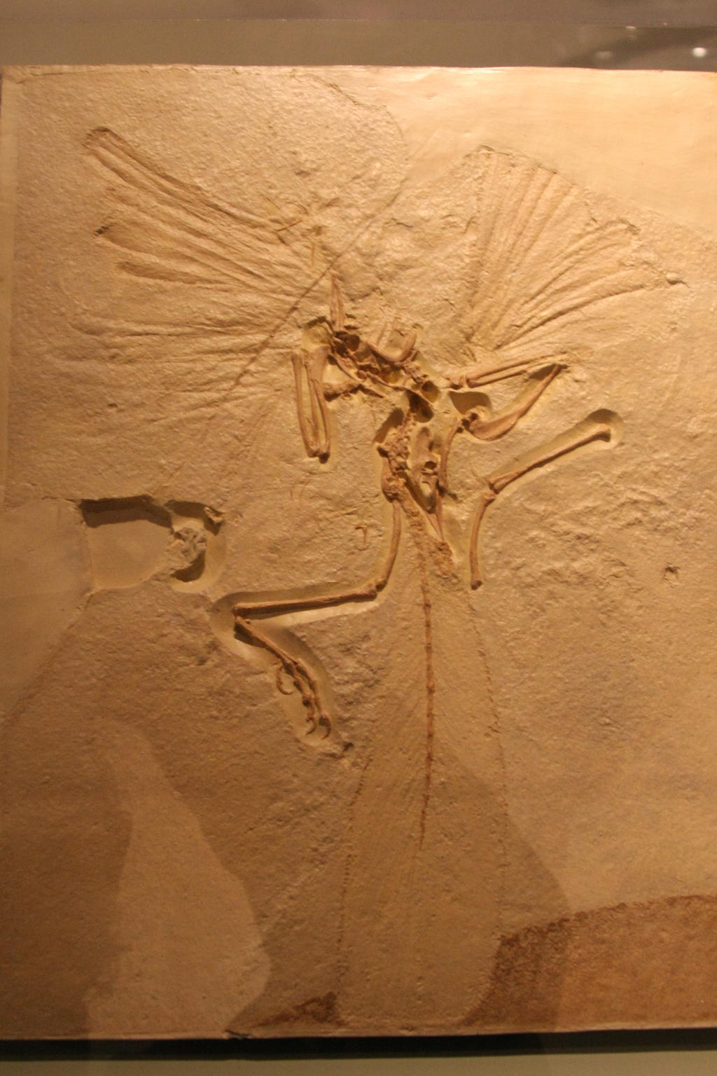 Throwback Thursday #137: Archaeopteryx in Chicago!