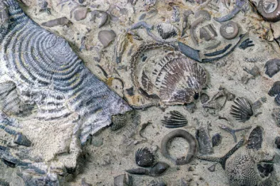 NYT: The Sad Fate of the Ancient, Well-Shelled Mariners