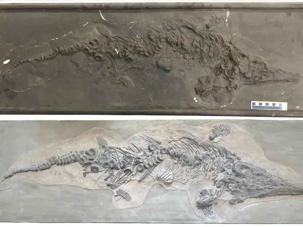 Scientists Find Plaster Copies of Fossil Destroyed by Nazis