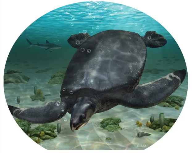 Scientists Unearth a Prehistoric Marine Turtle the Size of a Car