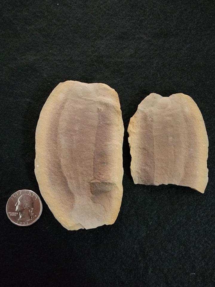 Fossil Friday #133: Tully Monster from the River!