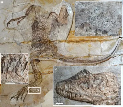 New Bird-Like Dinosaur Species Found with Remains of Frog in Its Stomach