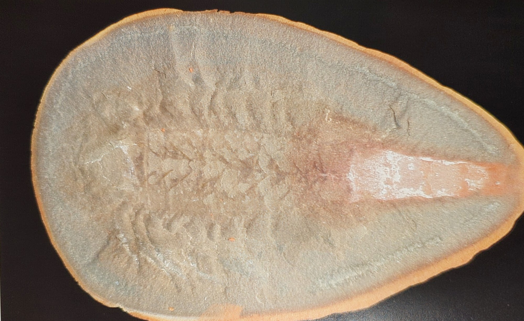 Mazon Monday #141: Kottixerxes gloriosus