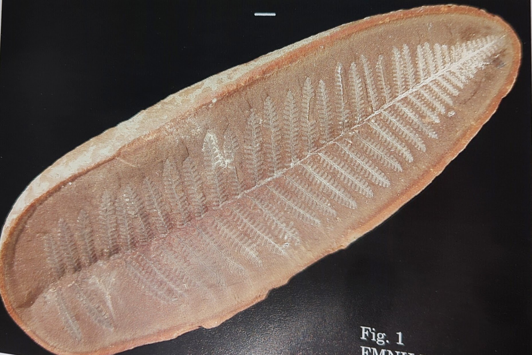 Mazon Monday #144: Pecopteris serpillifolia