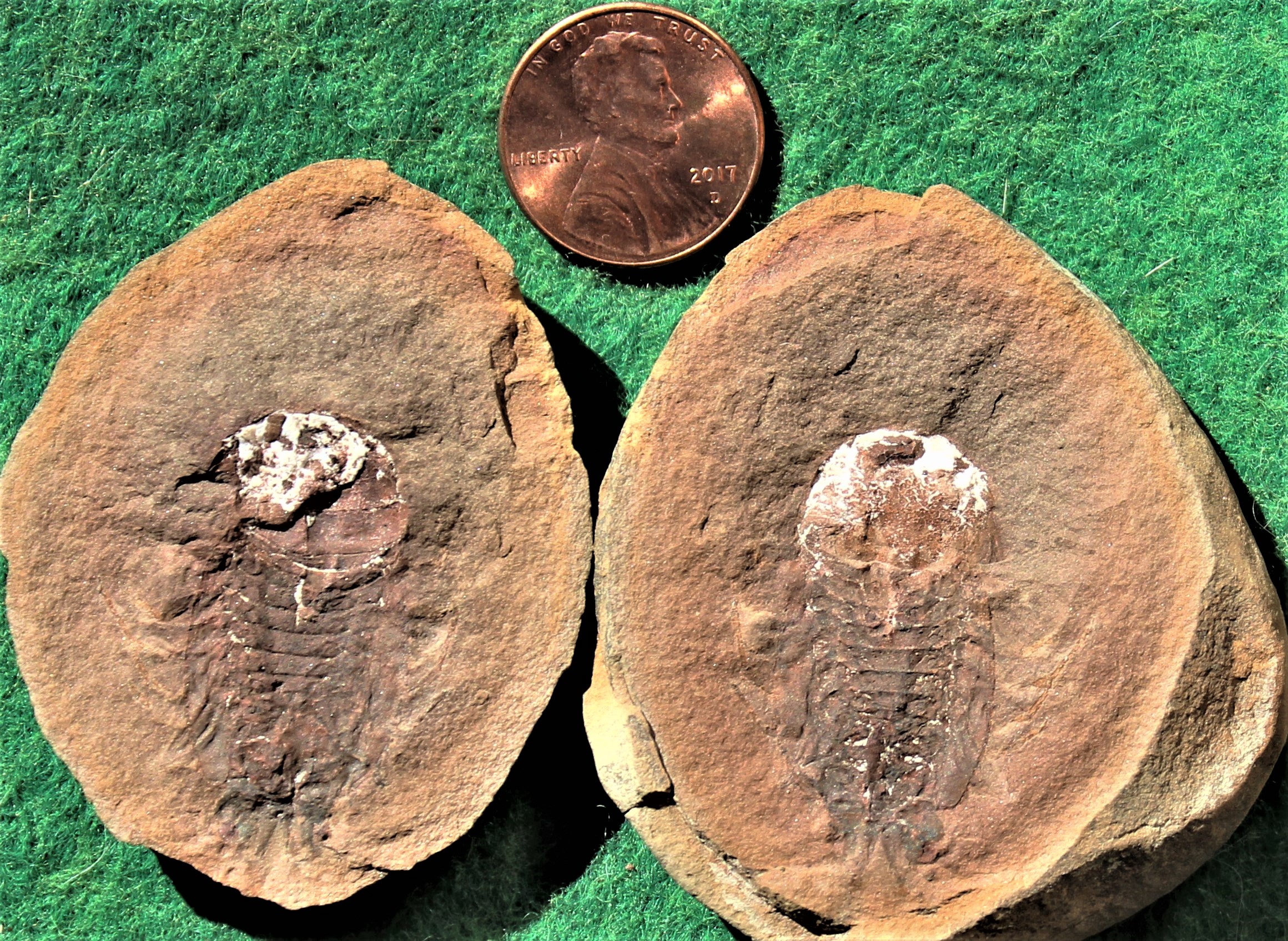 Fossil Friday #138: Mamayocaris jaskoskii