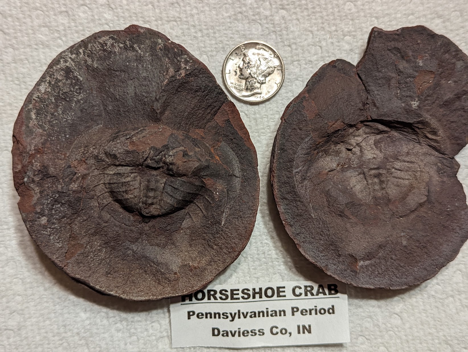 Fossil Friday #137: Horseshoe Crab from Indiana