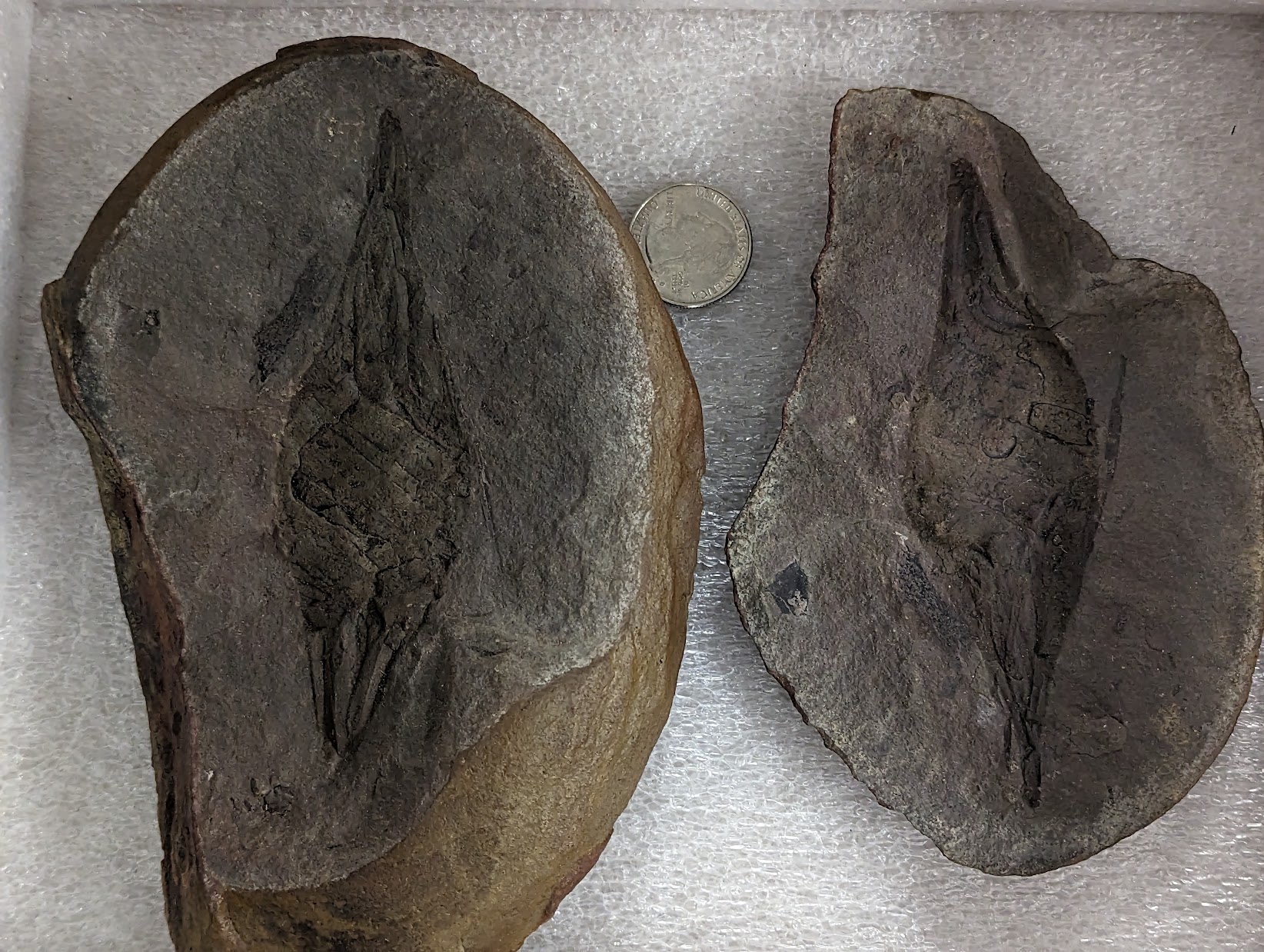 Fossil Friday #140: Palaeoxyris multiplicatum