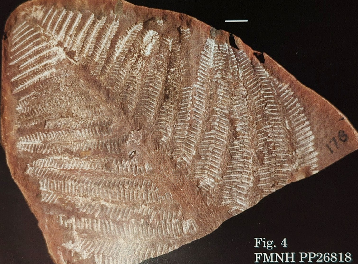 Mazon Monday #142: Pecopteris squamosa