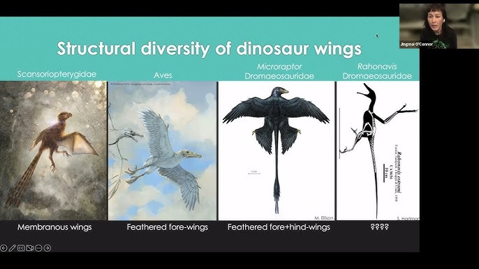 Video for the ESCONI December 2022 General Meeting – “The early diversification of birds: evidence from the Jehol avifauna”