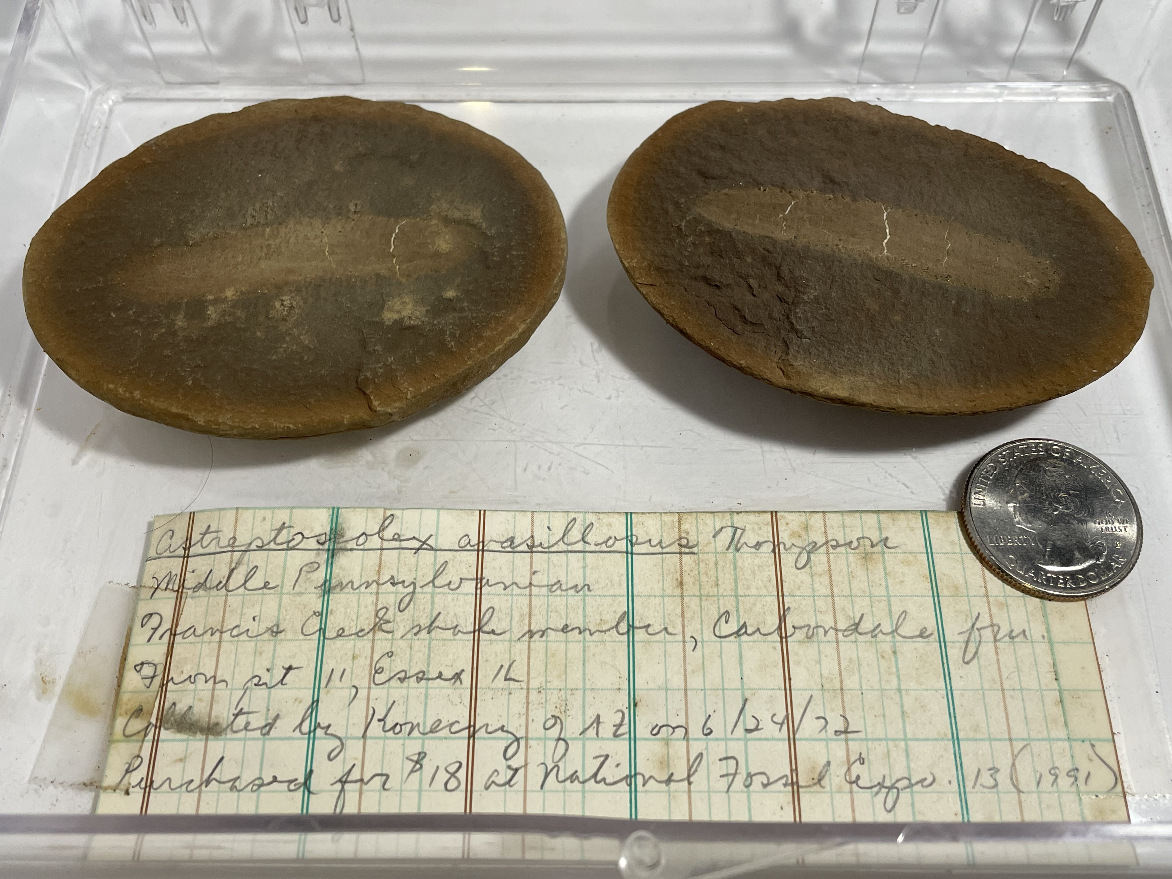 Fossil Friday #143: Astreptoscolex anasillosus