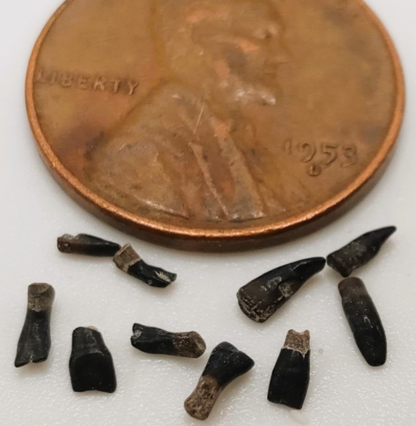 Fossil Friday #145: Bony fish teeth from North Carolina