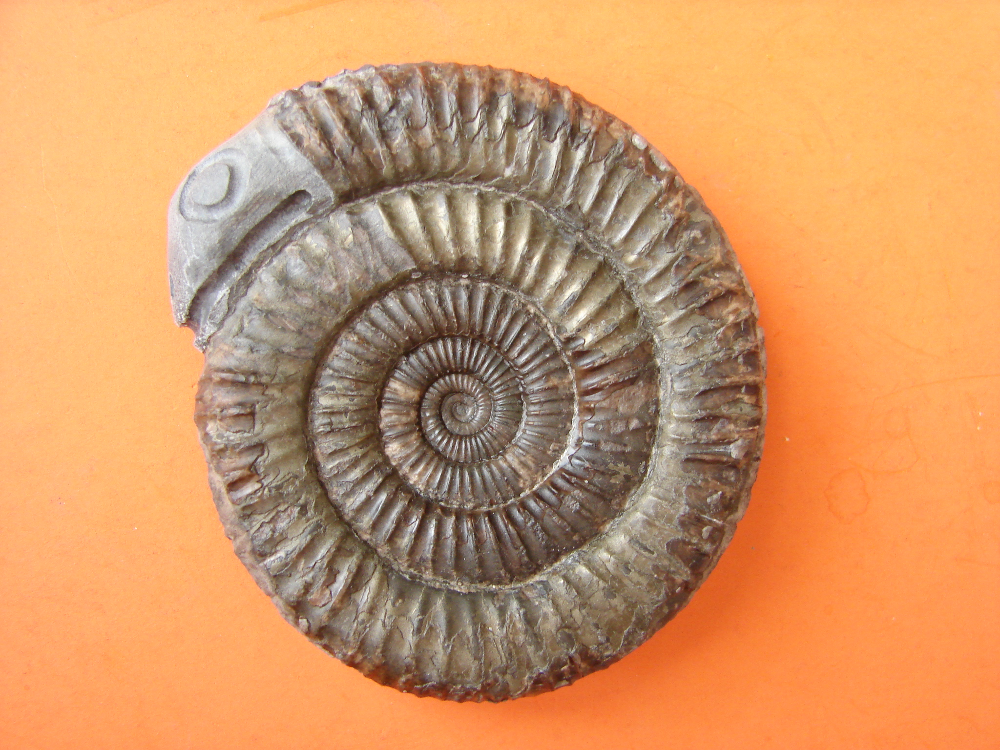 Fossil Friday #144: Snakestone from England