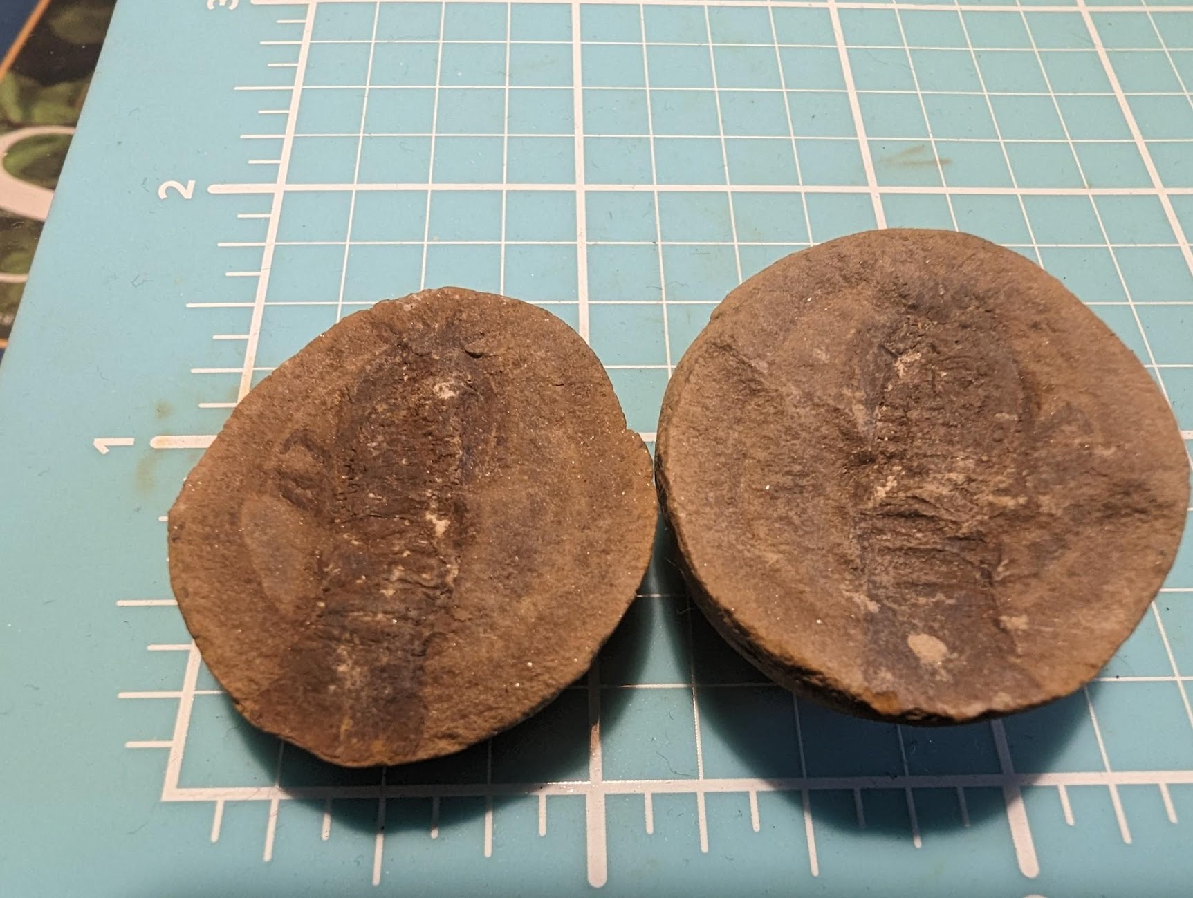 Mazon Monday #145: Anthracaris gracilis