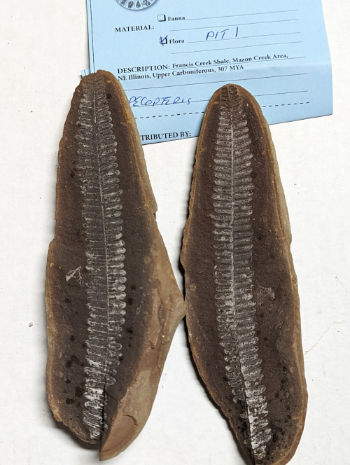 2023 ESCONI Gem, Mineral, and Fossil Show – Preview #1!