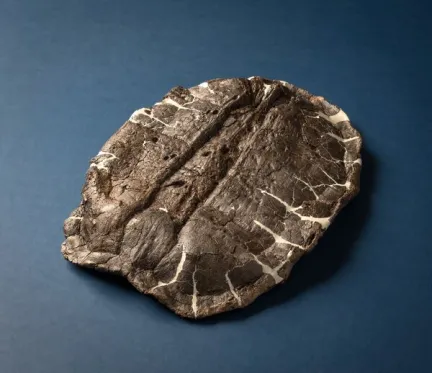NYT: It’s Turtles All the Way Down in the Fossil Record