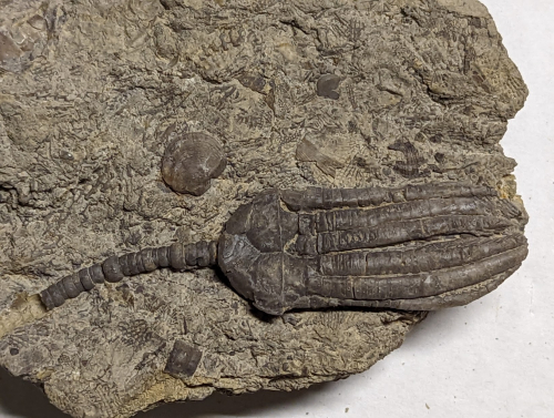 2023 ESCONI Gem, Mineral, and Fossil Show – Preview #3!