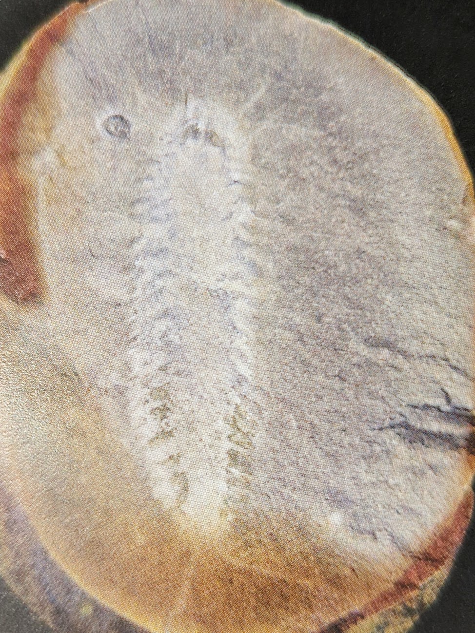 Mazon Monday #150: Fossundecima konecniorum