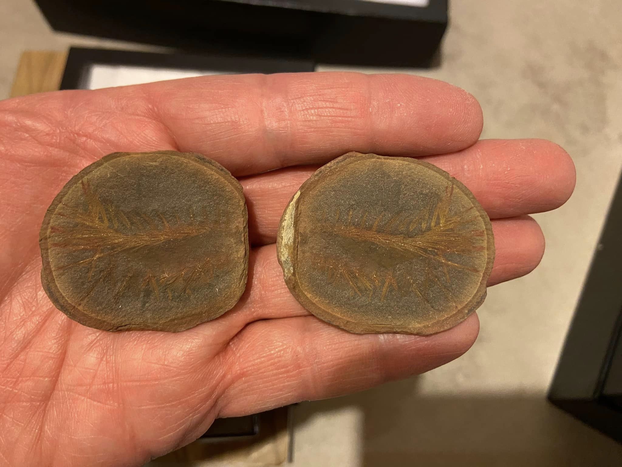 Fossil Friday #149: Rhaphidiophorus hystrix