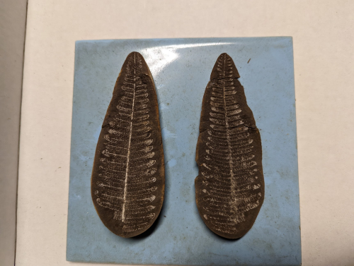 2023 ESCONI Gem, Mineral, and Fossil Show – Preview #4!