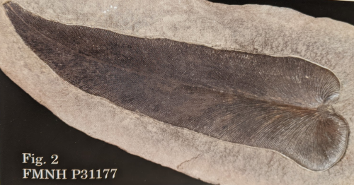 ESCONI Paleontology Meeting Saturday, February 18th, 2023 at 7:30 PM Hybrid – “Mazon Creek”