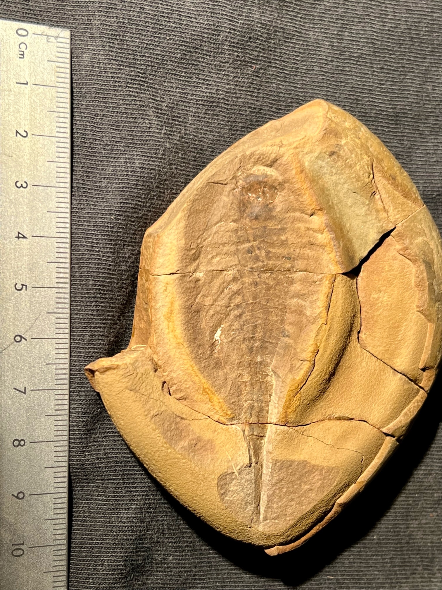 Fossil Friday #146: Kottixerxes gloriosus