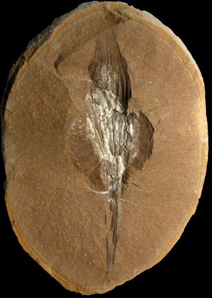 Mazon Monday #153: Crookallia czernyshevi