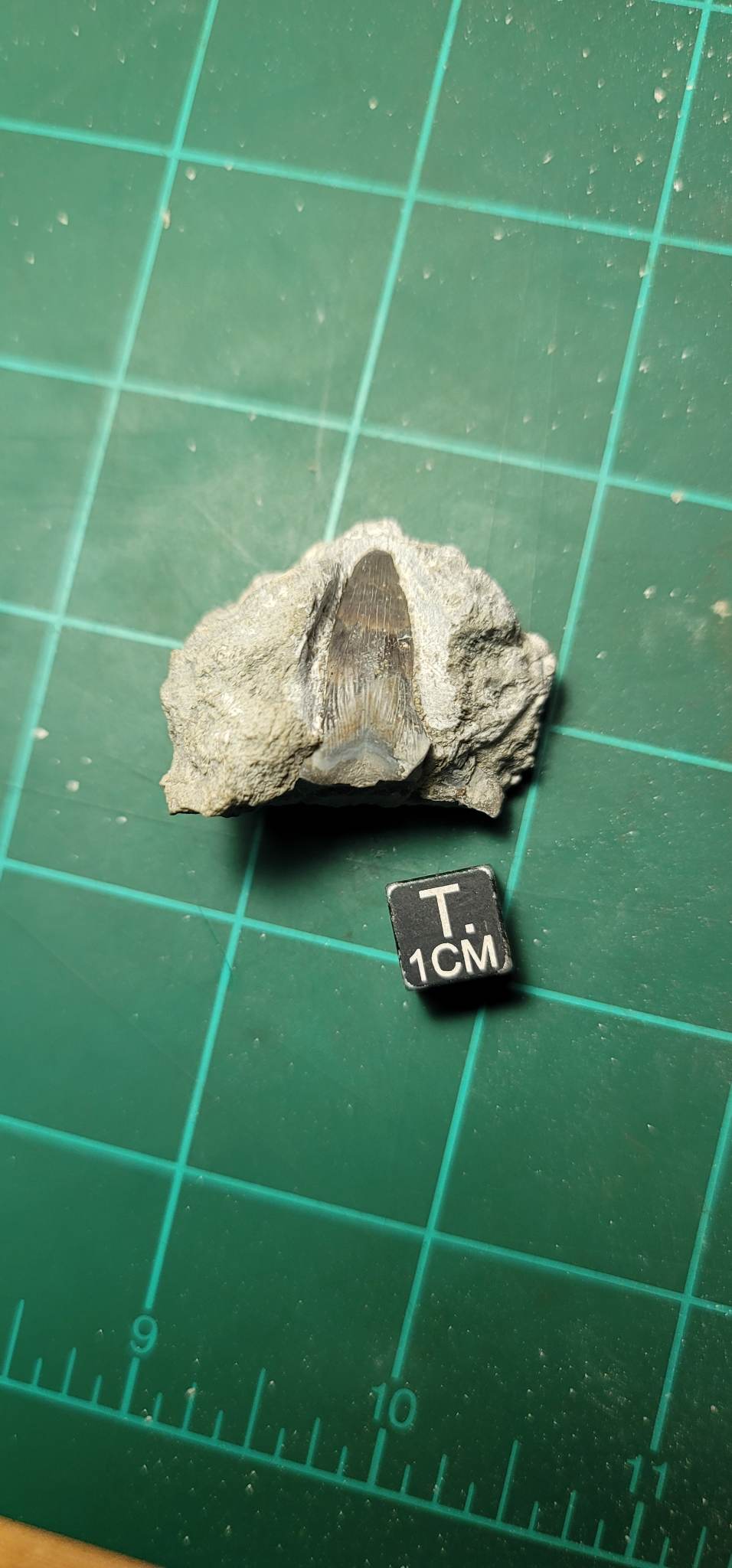 Fossil Friday #150: Cladodont shark tooth
