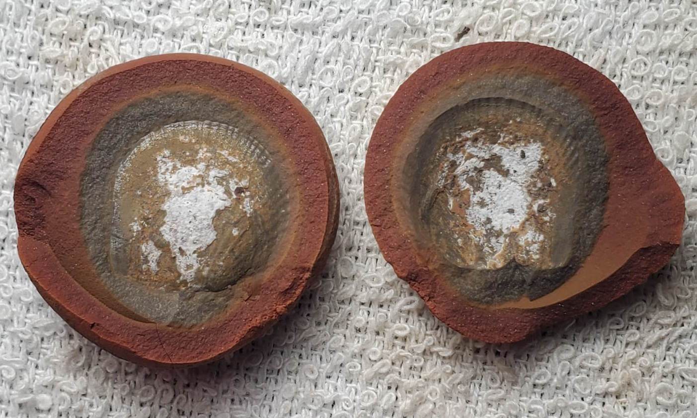 Fossil Friday #152: Dunbarella striata