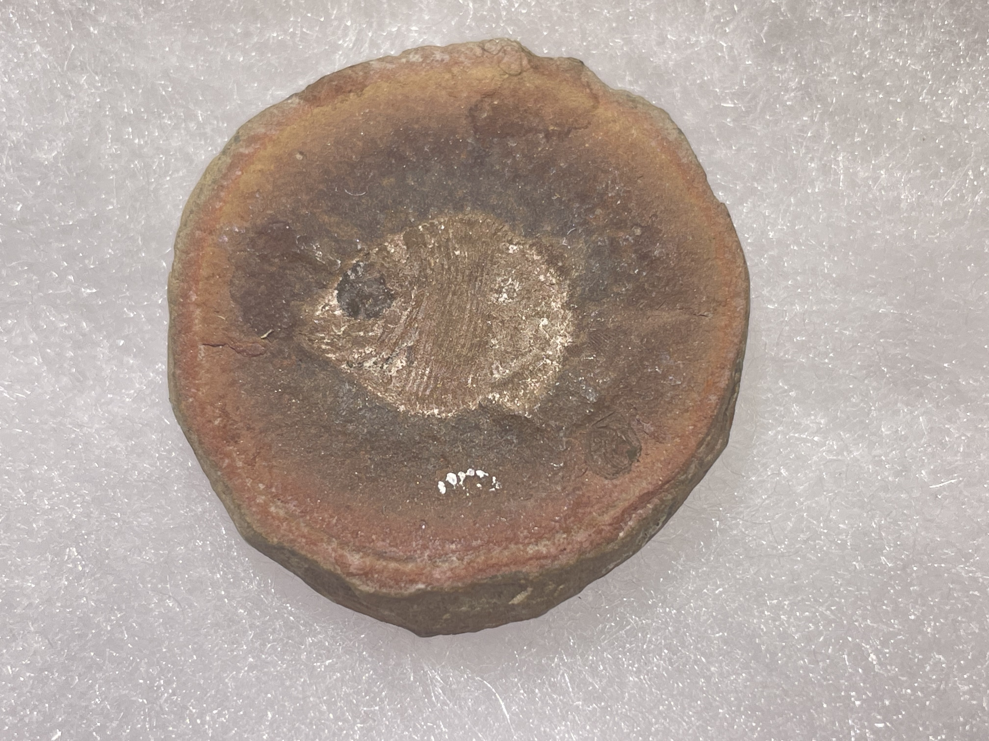 Fossil Friday #154: Platysomus circularis