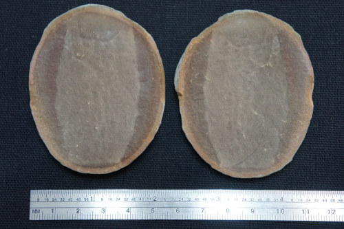 Mazon Monday #155: Paleontologists flip the script on anemone fossils