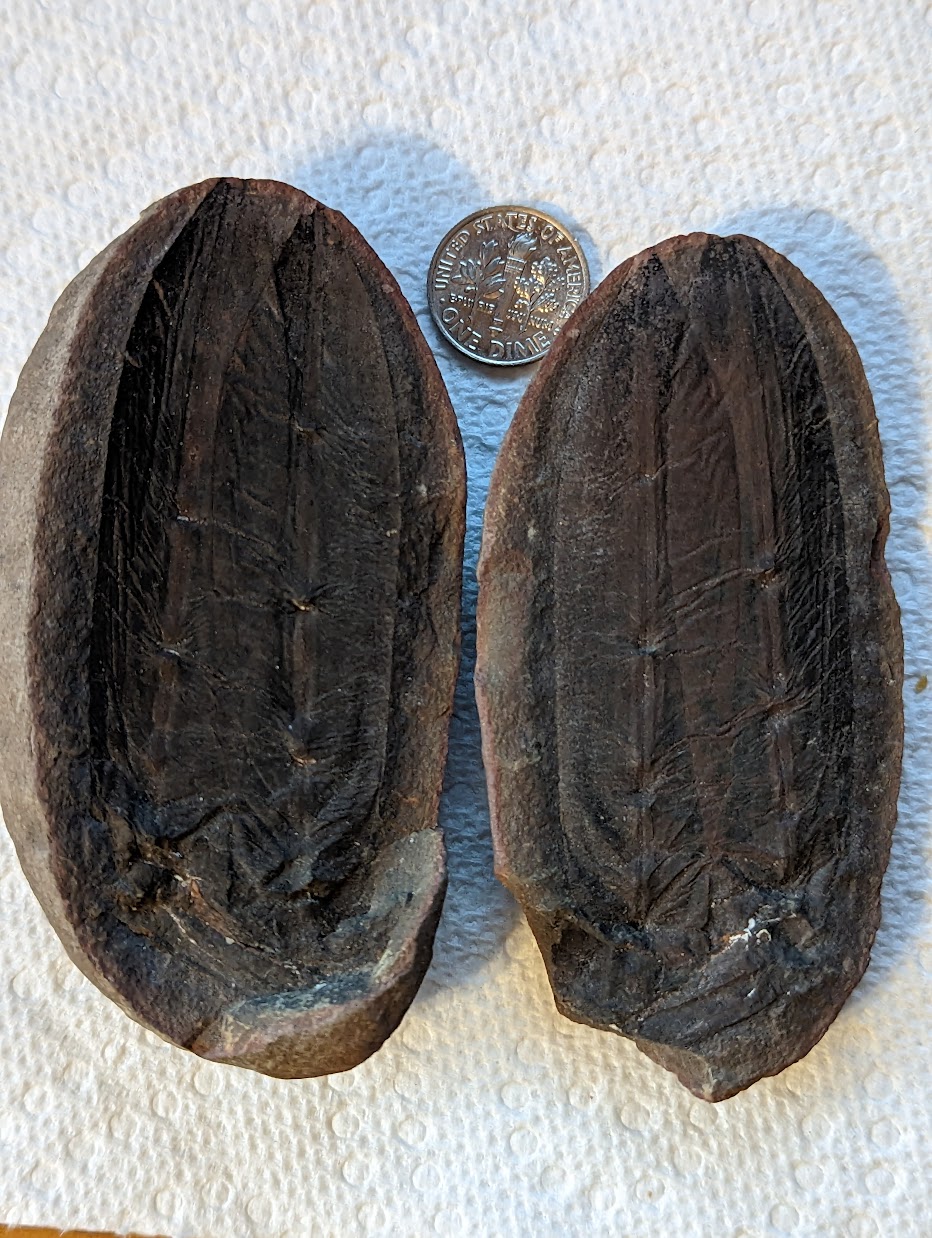 Fossil Friday #151: Lepidostrobophyllum Pair from Indiana