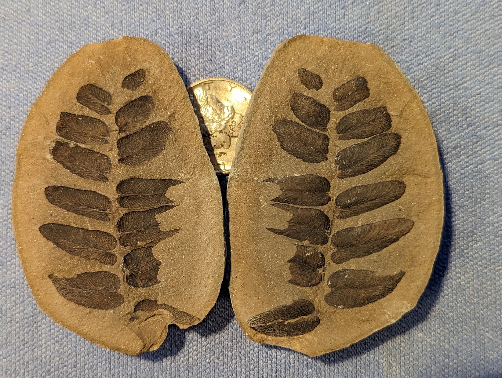 Fossil Friday #153: UK Neuropteris