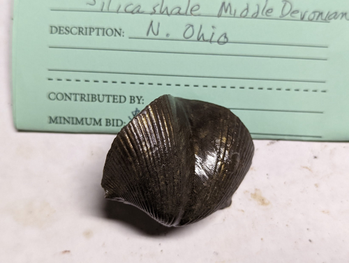 2023 ESCONI Gem, Mineral, and Fossil Show – Preview #8!
