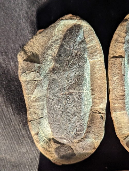 2023 ESCONI Gem, Mineral, and Fossil Show – Preview #22!