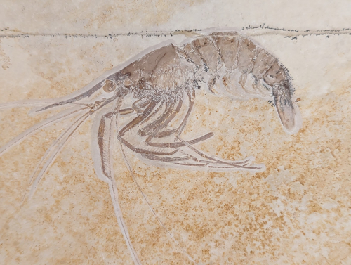 2023 ESCONI Gem, Mineral, and Fossil Show – Preview #16!