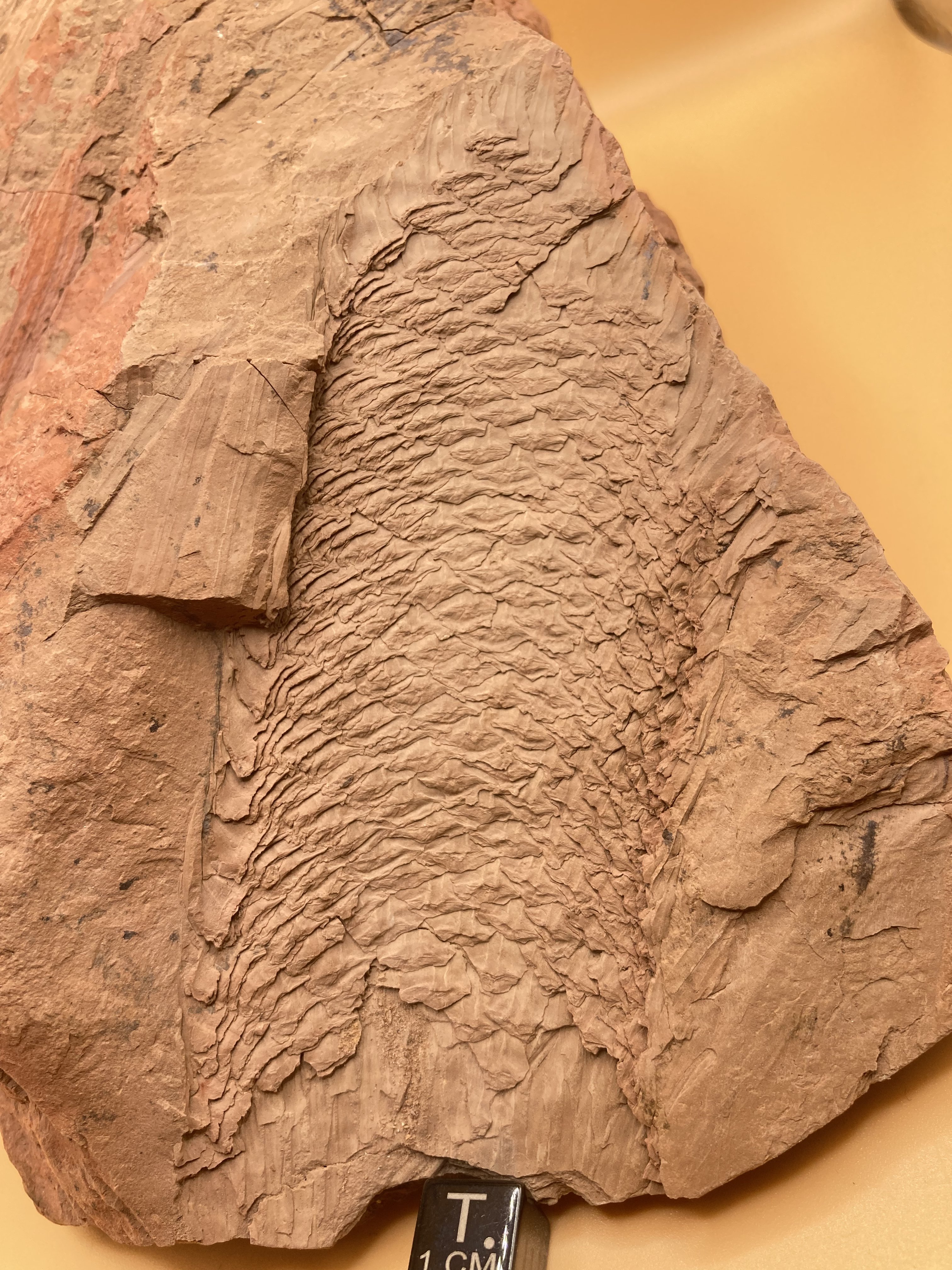 Fossil Friday #157: Danville Cone