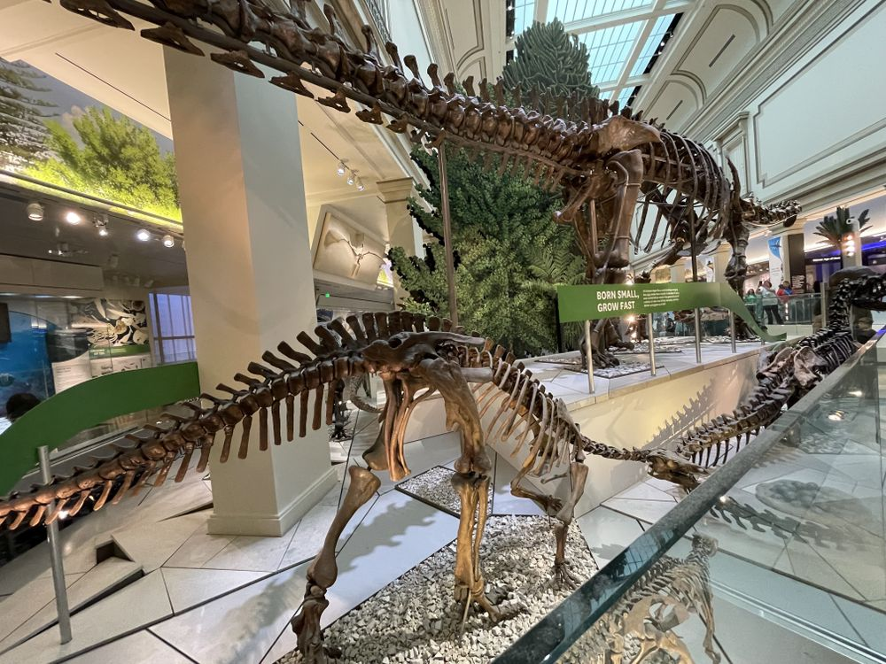 Dino-Sore: Smithsonian Paleontologist Diagnoses Ancient Ailments in the Museum’s Dinosaurs