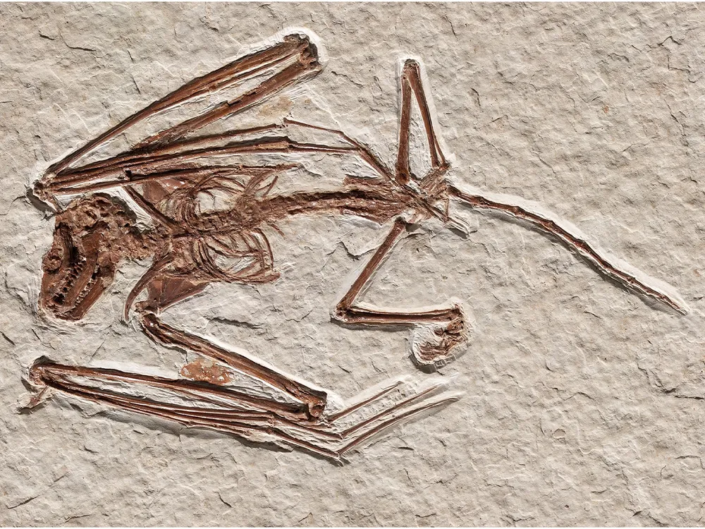 Smithsonian: Paleontologists Discover 52-Million-Year-Old Bat