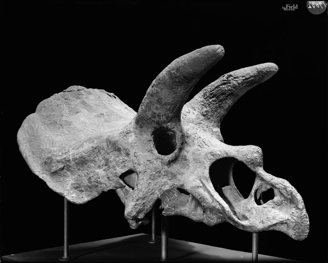 Throwback Thursday #159: Field Museum Photo Archives