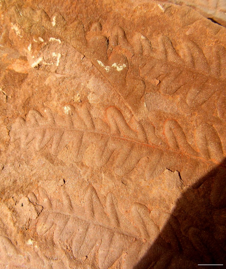 Fossil Friday #159: Danville Callipteridium