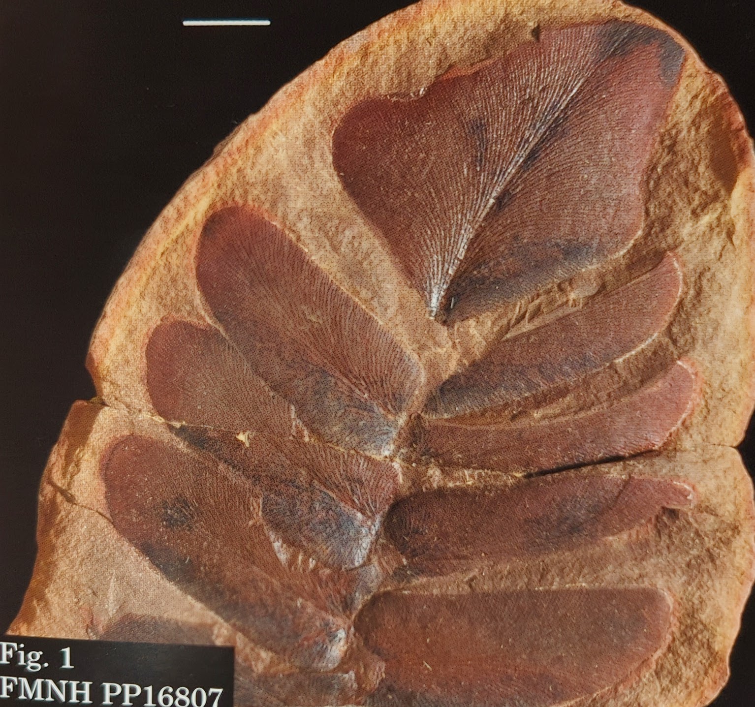 Mazon Monday #163: Neuropteris flexuosa