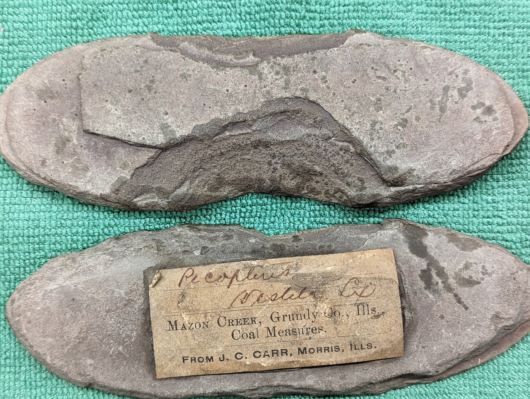 Fossil Friday #162: J.C. Carr Mazon Creek Fern