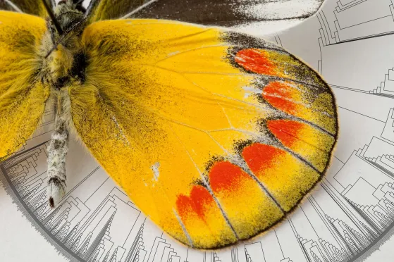 The Origin of Butterflies: A 100 Million-Year-Old Mystery Unraveled